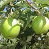 Granny Smith