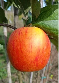 Pommier - Reine des Reinettes