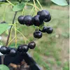 Aronia Hugin