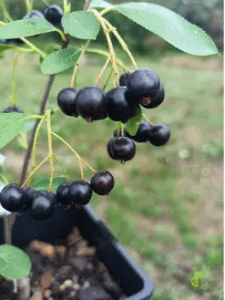 Aronia Hugin