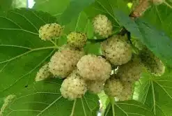Mûrier blanc