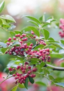 Poivrier du Sichuan