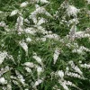 Gattilier Alba