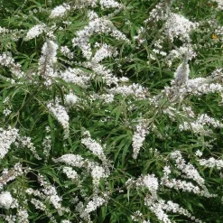 Gattilier Alba