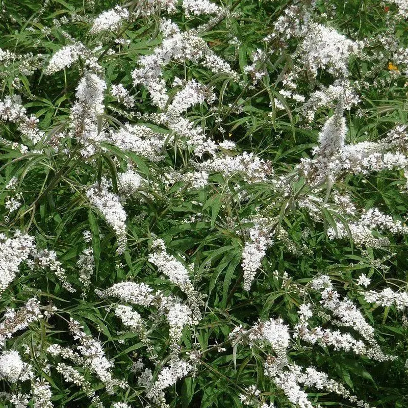 Gattilier Alba