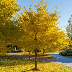 Gingko Biloba