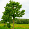 Paulownia