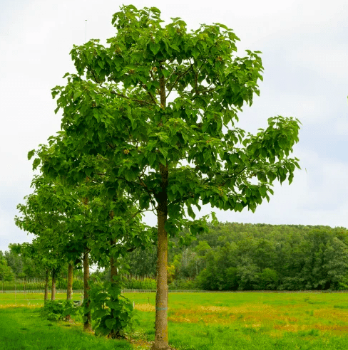 Paulownia