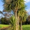 cordyline