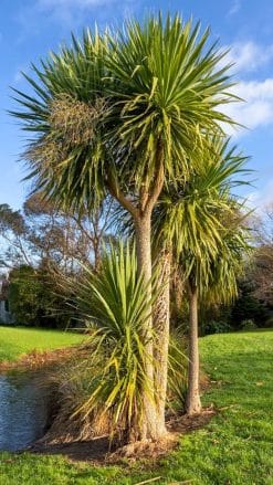 cordyline